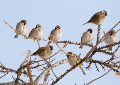 sparrows23800