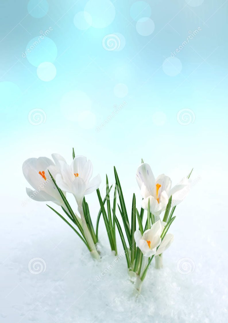 C:\Users\User\Desktop\snowdrop-flower-snow-18630322.jpg