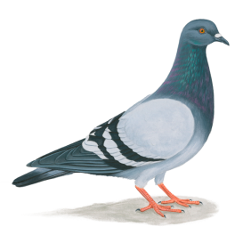http://pngimg.com/uploads/pigeon/pigeon_PNG54599.png