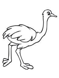 Картинки по запросу раскраска страус