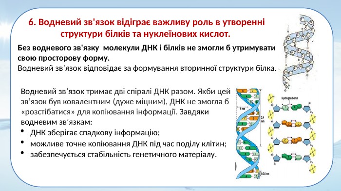 6. Водневий зв'язок відіграє важливу роль в утворенні структури білків та нуклеїнових кислот. Без водневого зв'язку молекули ДНК і білків не змогли б утримувати свою просторову форму. Водневий зв’язок відповідає за формування вторинної структури білка. Водневий зв’язок тримає дві спіралі ДНК разом. Якби цей зв’язок був ковалентним (дуже міцним), ДНК не змогла б «розстібатися» для копіювання інформації. Завдяки водневим зв’язкам: ДНК зберігає спадкову інформацію; можливе точне копіювання ДНК під час поділу клітин; забезпечується стабільність генетичного матеріалу.