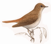 http://www.planetofbirds.com/wp-content/uploads/2011/06/Common-Nightingale.gif