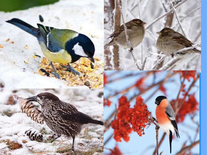 Картинки по запросу "птахи взимку"