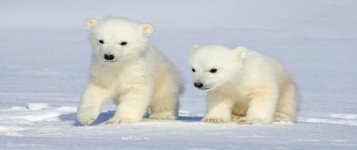 Білі ведмеді опинилися під загрозою вимирання - Наука та IT - TCH.ua