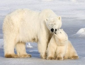 Білий ведмідь: цікаві факти з життя незвичайних тварин Півночі