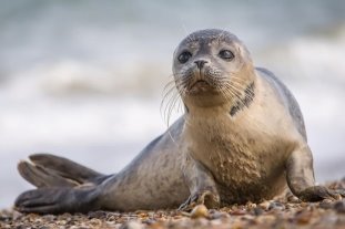 Аномальное тепло: популяция каспийских тюленей под угрозой