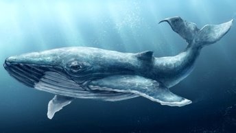 Гигант океана - синий кит - YouTube