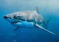 В Австралии мужчина спас свою жену от нападения акулы, он прыгнул на хищную  рыбу и начал ее бить - новости ZIK.UA
