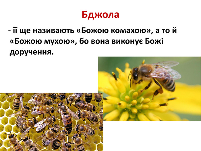 Бджола - її ще називають «Божою комахою», а то й «Божою мухою», бо вона виконує Божі доручення. 