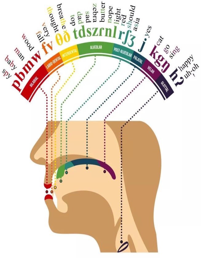 A Phonetic Map of the Human Mouth | Speech and language, Human ...