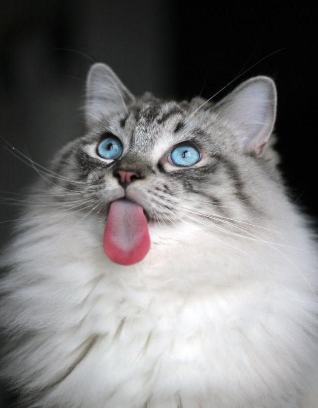 Торін - кіт з найдовшим язиком у світі - Новини каналу - Телеканал K1