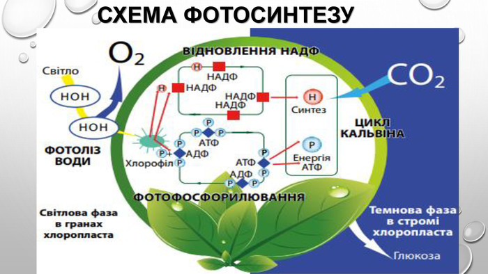 Схема фотосинтезу 