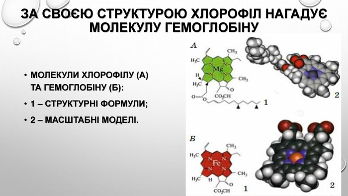 За своєю структурою хлорофіл нагадує молекулу гемоглобіну. Молекули хлорофілу (а) та гемоглобіну (Б):1 – структурні формули;2 – масштабні моделі.