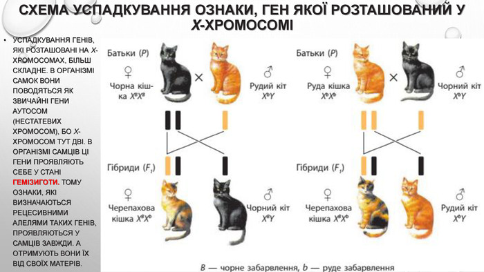 Генотип чистопородного. Схема наследование окраски у кошек. Сцепленное с полом наследование черепаховая кошка. Схема наследования черепахового окраса. Наследование окраса кошки схема.