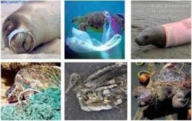Картинки по запросу картинка пластик и мировой океан