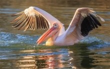 На острове Орлов в Черном море для высиживания потомства поселилась колония  пеликанов -grivna