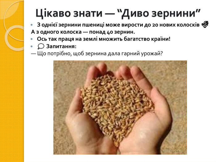 Цікаво знати — “Диво зернини”З однієї зернини пшениці може вирости до 20 нових колосків 🌾А з одного колоска — понад 40 зернин. Ось так праця на землі множить багатство країни!💭 Запитання:— Що потрібно, щоб зернина дала гарний урожай?