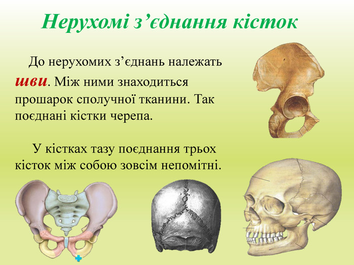 Нерухомі з’єднання кісток До нерухомих з’єднань належать шви. Між ними знаходиться прошарок сполучної тканини. Так поєднані кістки черепа. У кістках тазу поєднання трьох кісток між собою зовсім непомітні.