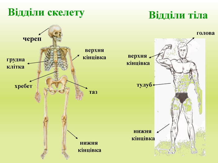 Відділи тіла. Відділи скелетучерепхребеттазгрудна клітканижня кінцівкаверхня кінцівкатулубголованижня кінцівкаверхня кінцівка
