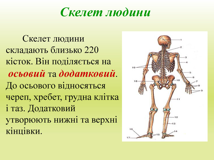 Скелет людини Скелет людини складають близько 220 кісток. Він поділяється на осьовий та додатковий. До осьового відносяться череп, хребет, грудна клітка і таз. Додатковий утворюють нижні та верхні кінцівки.