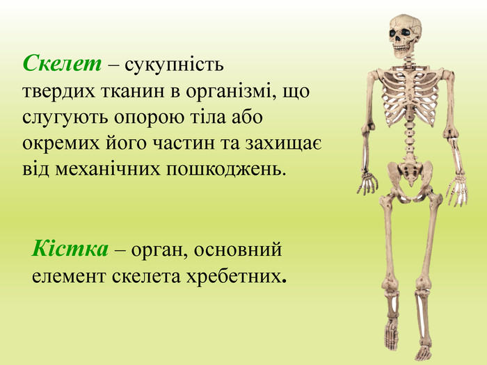 Скелет – сукупністьтвердих тканин в організмі, що слугують опорою тіла або окремих його частин та захищає від механічних пошкоджень. Кістка – орган, основний елемент скелета хребетних.