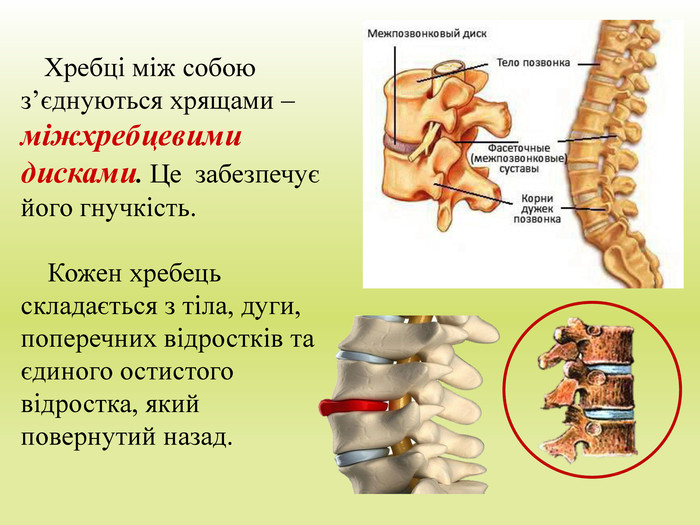  Хребці між собою з’єднуються хрящами – міжхребцевими дисками. Це забезпечує його гнучкість. Кожен хребець складається з тіла, дуги, поперечних відростків та єдиного остистого відростка, який повернутий назад. 