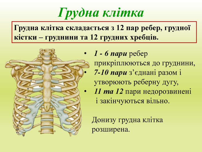 Грудна клітка. Грудна клітка складається з 12 пар ребер, грудної кістки – груднини та 12 грудних хребців. 1 - 6 пари ребер прикріплюються до груднини, 7-10 пари з’єднані разом і утворюють реберну дугу,11 та 12 пари недорозвинені і закінчуються вільно. Донизу грудна клітка розширена.