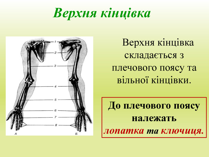 Верхня кінцівка Верхня кінцівка складається з плечового поясу та вільної кінцівки. До плечового поясу належать лопатка та ключиця. 