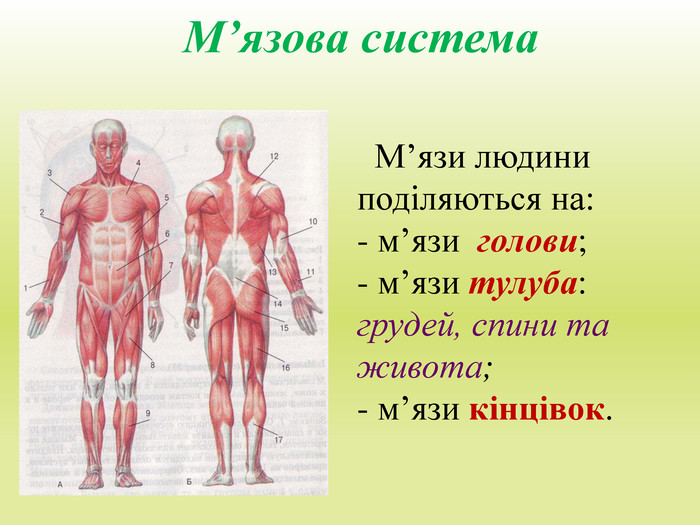 М’язова система М’язи людини поділяються на: м’язи голови; м’язи тулуба: грудей, спини та живота; м’язи кінцівок.