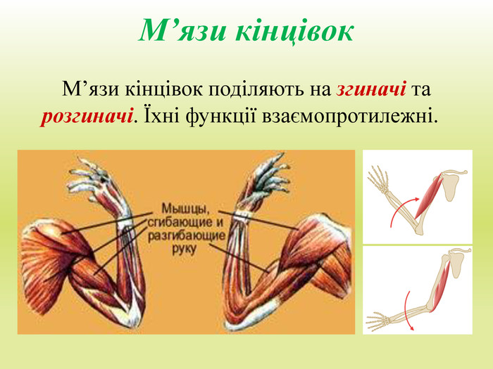 М’язи кінцівок М’язи кінцівок поділяють на згиначі та розгиначі. Їхні функції взаємопротилежні.