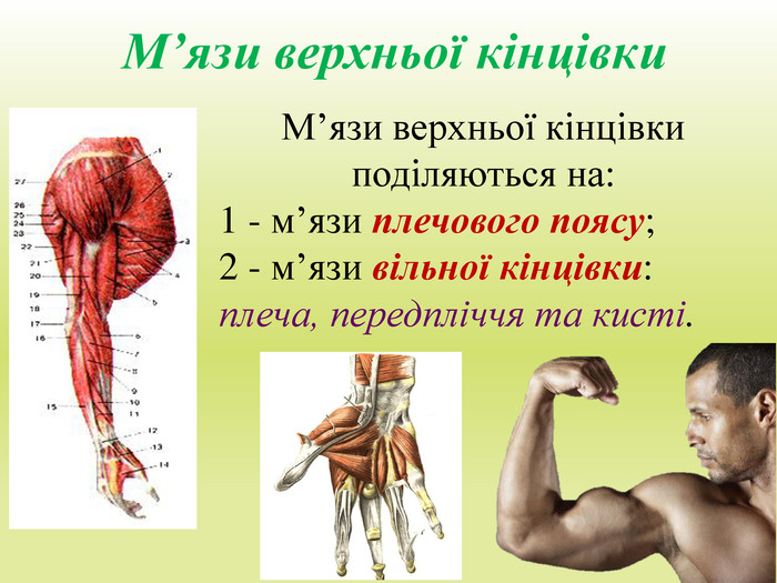 М’язи верхньої кінцівки. М’язи верхньої кінцівки поділяються на:1 - м’язи плечового поясу; 2 - м’язи вільної кінцівки: плеча, передпліччя та кисті. 