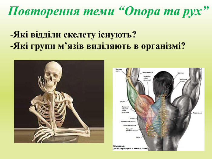 Повторення теми “Опора та рух”Які відділи скелету існують?Які групи м’язів виділяють в організмі? 