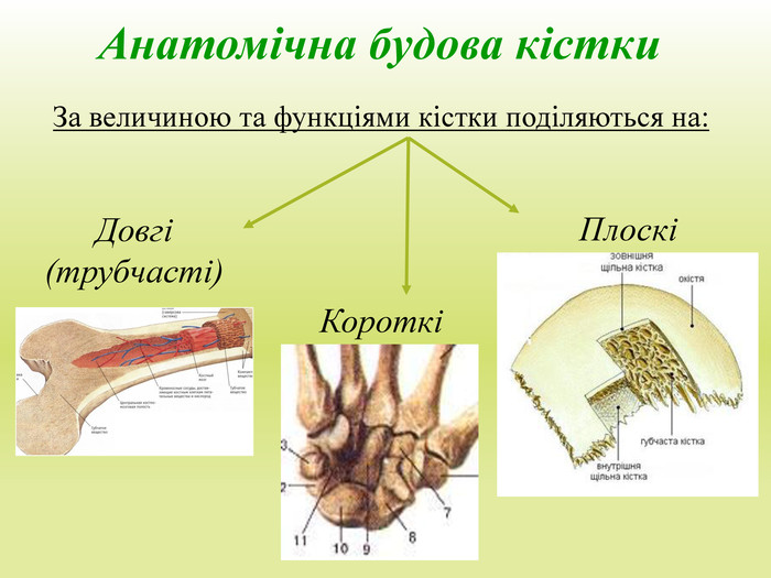Анатомічна будова кістки. За величиною та функціями кістки поділяються на: Довгі (трубчасті)ПлоскіКороткі