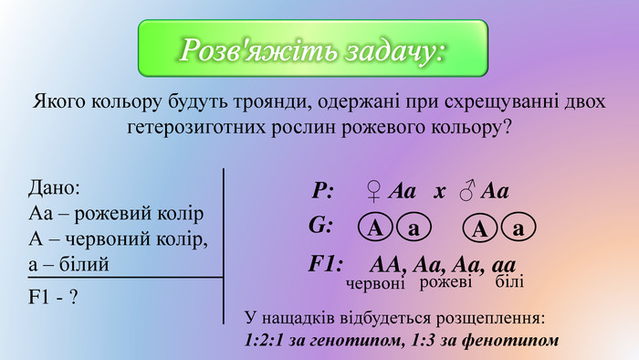 Якого кольору будуть троянди, одержані при схрещуванні двох гетерозиготних рослин рожевого кольору?Розв'яжіть задачу: Дано: Аа – рожевий колір. А – червоний колір,а – білий. F1 - ? P: ♀ Аa x ♂ Aa G: F1: Aa AA, Aa, Aa, aa AaчервонірожевібіліУ нащадків відбудеться розщеплення: 1:2:1 за генотипом, 1:3 за фенотипом