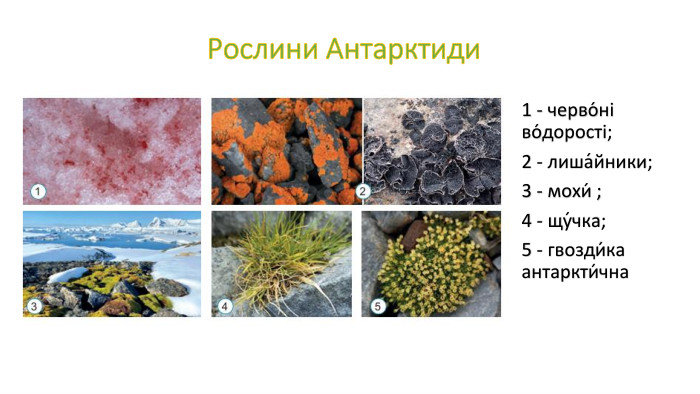  Рослини Антарктиди1 - черво́ні во́дорості; 2 - лиша́йники;3 - мохи́ ;4 - щу́чка; 5 - гвозди́ка антаркти́чна