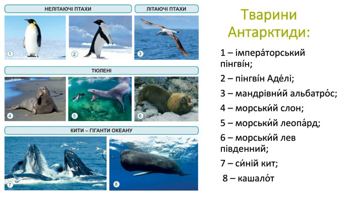 Тварини Антарктиди:1 – імпера́торський пінгвíн; 2 – пінгвíн Аде́лі; 3 – мандрівни́й альбатро́с; 4 – морськи́й слон; 5 – морськи́й леопа́рд;6 – морськи́й лев південний; 7 – си́ній кит; 8 – кашало́т