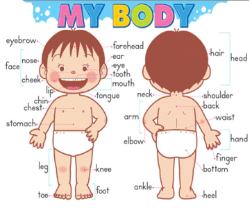 Картинки по запросу части тела человека на английском в картинках