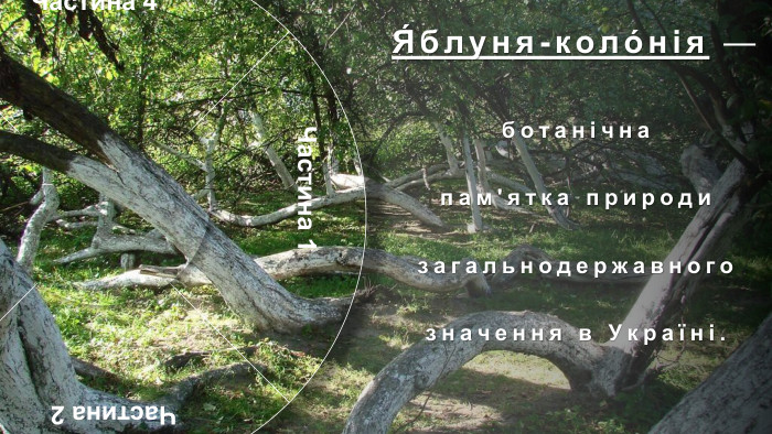 Частина 1 Частина 4 Частина 2 Частина 3 Я́блуня-коло́нія —ботанічна пам'ятка природизагальнодержавного значення в Україні. Особливий, унікальний об'єкт природно-заповідного фонду Сумської області. Розташована в місті Кролевці Сумської області, район Андріївка (вулиця Андріївська, 71). Яблуня зростає у вигляді куща, який за площею займає близько 10 соток. Орієнтовний вік — понад 200 років. У яблуні давно вже немає її первісного материнського стовбура, а налічують близько 15 стовбурів-гілок, що приросли до землі. Особливістю яблуні (досі ця властивість не була відома) є її здатність до самостійного вкорінення гілками (вегетативно). Віття нахиляється до землі і пускає коріння, коли один із стовбурів відмирає. Так яблуня продовжує собі життя. Набравшись сил, вже не гілки, а дерева піднімаються знову догори, рясно вкриваючись квітками навесні і червоно-білими, приємними на смак яблуками восени. У місцевих жителів існує повір'я, що ця яблуня розмножується, як кущ аґрусу або смородини через те, що кілька століть тому на неї хтось наклав прокляття.Історія. Учені не спостерігають на цьому місці аномалій, але всі намагання посадити подібну яблуню в іншому місці не дають результатів.