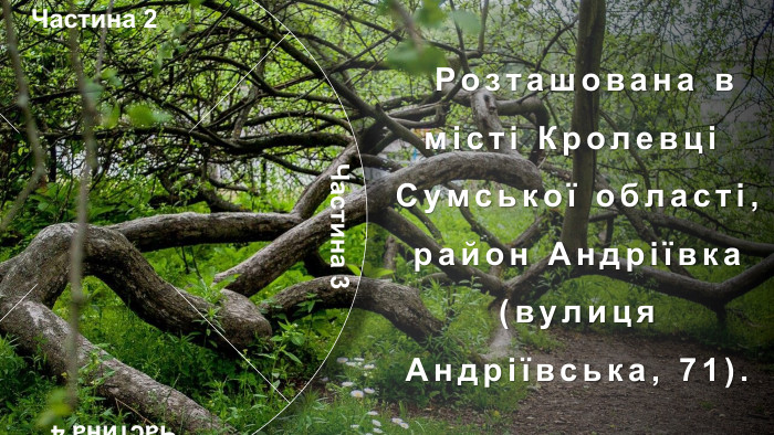 Частина 1 Частина 4 Частина 2 Частина 3 Я́блуня-коло́нія —ботанічна пам'ятка природизагальнодержавного значення в Україні. Особливий, унікальний об'єкт природно-заповідного фонду Сумської області. Розташована в місті Кролевці Сумської області, район Андріївка (вулиця Андріївська, 71). Яблуня зростає у вигляді куща, який за площею займає близько 10 соток. Орієнтовний вік — понад 200 років. У яблуні давно вже немає її первісного материнського стовбура, а налічують близько 15 стовбурів-гілок, що приросли до землі. Особливістю яблуні (досі ця властивість не була відома) є її здатність до самостійного вкорінення гілками (вегетативно). Віття нахиляється до землі і пускає коріння, коли один із стовбурів відмирає. Так яблуня продовжує собі життя. Набравшись сил, вже не гілки, а дерева піднімаються знову догори, рясно вкриваючись квітками навесні і червоно-білими, приємними на смак яблуками восени. У місцевих жителів існує повір'я, що ця яблуня розмножується, як кущ аґрусу або смородини через те, що кілька століть тому на неї хтось наклав прокляття.Історія. Учені не спостерігають на цьому місці аномалій, але всі намагання посадити подібну яблуню в іншому місці не дають результатів.