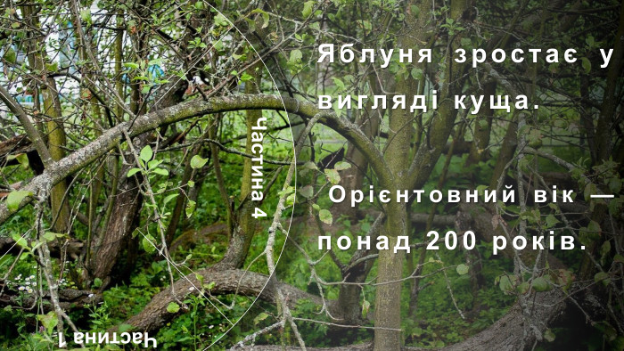 Частина 1 Частина 4 Частина 2 Частина 3 Я́блуня-коло́нія —ботанічна пам'ятка природизагальнодержавного значення в Україні. Особливий, унікальний об'єкт природно-заповідного фонду Сумської області. Розташована в місті Кролевці Сумської області, район Андріївка (вулиця Андріївська, 71). Яблуня зростає у вигляді куща. Орієнтовний вік — понад 200 років. У яблуні давно вже немає її первісного материнського стовбура, а налічують близько 15 стовбурів-гілок, що приросли до землі. Особливістю яблуні (досі ця властивість не була відома) є її здатність до самостійного вкорінення гілками (вегетативно). Віття нахиляється до землі і пускає коріння, коли один із стовбурів відмирає. Так яблуня продовжує собі життя. Набравшись сил, вже не гілки, а дерева піднімаються знову догори, рясно вкриваючись квітками навесні і червоно-білими, приємними на смак яблуками восени. У місцевих жителів існує повір'я, що ця яблуня розмножується, як кущ аґрусу або смородини через те, що кілька століть тому на неї хтось наклав прокляття.Історія. Учені не спостерігають на цьому місці аномалій, але всі намагання посадити подібну яблуню в іншому місці не дають результатів.