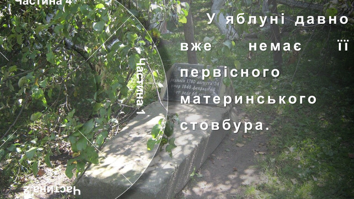 Частина 1 Частина 4 Частина 2 Частина 3 Я́блуня-коло́нія —ботанічна пам'ятка природизагальнодержавного значення в Україні. Особливий, унікальний об'єкт природно-заповідного фонду Сумської області. Розташована в місті Кролевці Сумської області, район Андріївка (вулиця Андріївська, 71). Яблуня зростає у вигляді куща. Орієнтовний вік — понад 200 років. У яблуні давно вже немає її первісного материнського стовбура. а налічують близько 15 стовбурів-гілок, що приросли до землі. Особливістю яблуні (досі ця властивість не була відома) є її здатність до самостійного вкорінення гілками (вегетативно). Віття нахиляється до землі і пускає коріння, коли один із стовбурів відмирає. Так яблуня продовжує собі життя. Набравшись сил, вже не гілки, а дерева піднімаються знову догори, рясно вкриваючись квітками навесні і червоно-білими, приємними на смак яблуками восени. У місцевих жителів існує повір'я, що ця яблуня розмножується, як кущ аґрусу або смородини через те, що кілька століть тому на неї хтось наклав прокляття.Історія. Учені не спостерігають на цьому місці аномалій, але всі намагання посадити подібну яблуню в іншому місці не дають результатів.