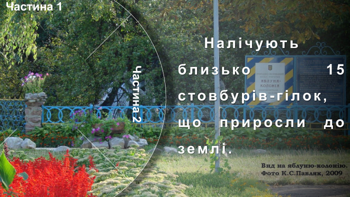 Частина 1 Частина 4 Частина 2 Частина 3 Я́блуня-коло́нія —ботанічна пам'ятка природизагальнодержавного значення в Україні. Особливий, унікальний об'єкт природно-заповідного фонду Сумської області. Розташована в місті Кролевці Сумської області, район Андріївка (вулиця Андріївська, 71). Яблуня зростає у вигляді куща. Орієнтовний вік — понад 200 років. У яблуні давно вже немає її первісного материнського стовбура. Налічують близько 15 стовбурів-гілок, що приросли до землі. Особливістю яблуні (досі ця властивість не була відома) є її здатність до самостійного вкорінення гілками (вегетативно). Віття нахиляється до землі і пускає коріння, коли один із стовбурів відмирає. Так яблуня продовжує собі життя. Набравшись сил, вже не гілки, а дерева піднімаються знову догори, рясно вкриваючись квітками навесні і червоно-білими, приємними на смак яблуками восени. У місцевих жителів існує повір'я, що ця яблуня розмножується, як кущ аґрусу або смородини через те, що кілька століть тому на неї хтось наклав прокляття.Історія. Учені не спостерігають на цьому місці аномалій, але всі намагання посадити подібну яблуню в іншому місці не дають результатів.