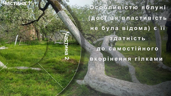 Частина 1 Частина 4 Частина 2 Частина 3 Я́блуня-коло́нія —ботанічна пам'ятка природизагальнодержавного значення в Україні. Особливий, унікальний об'єкт природно-заповідного фонду Сумської області. Розташована в місті Кролевці Сумської області, район Андріївка (вулиця Андріївська, 71). Яблуня зростає у вигляді куща. Орієнтовний вік — понад 200 років. У яблуні давно вже немає її первісного материнського стовбура. Налічують близько 15 стовбурів-гілок, що приросли до землі. Особливістю яблуні (досі ця властивість не була відома) є її здатність до самостійного вкорінення гілками  Віття нахиляється до землі і пускає коріння, коли один із стовбурів відмирає. Так яблуня продовжує собі життя. Набравшись сил, вже не гілки, а дерева піднімаються знову догори, рясно вкриваючись квітками навесні і червоно-білими, приємними на смак яблуками восени. У місцевих жителів існує повір'я, що ця яблуня розмножується, як кущ аґрусу або смородини через те, що кілька століть тому на неї хтось наклав прокляття.Історія. Учені не спостерігають на цьому місці аномалій, але всі намагання посадити подібну яблуню в іншому місці не дають результатів.