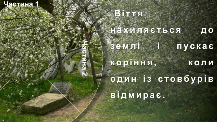 Частина 1 Частина 4 Частина 2 Частина 3 Я́блуня-коло́нія —ботанічна пам'ятка природизагальнодержавного значення в Україні. Особливий, унікальний об'єкт природно-заповідного фонду Сумської області. Розташована в місті Кролевці Сумської області, район Андріївка (вулиця Андріївська, 71). Яблуня зростає у вигляді куща. Орієнтовний вік — понад 200 років. У яблуні давно вже немає її первісного материнського стовбура. Налічують близько 15 стовбурів-гілок, що приросли до землі. Особливістю яблуні (досі ця властивість не була відома) є її здатність до самостійного вкорінення гілками  Віття нахиляється до землі і пускає коріння, коли один із стовбурів відмирає. Так яблуня продовжує собі життя. Набравшись сил, вже не гілки, а дерева піднімаються знову догори, рясно вкриваючись квітками навесні і червоно-білими, приємними на смак яблуками восени. У місцевих жителів існує повір'я, що ця яблуня розмножується, як кущ аґрусу або смородини через те, що кілька століть тому на неї хтось наклав прокляття.Історія. Учені не спостерігають на цьому місці аномалій, але всі намагання посадити подібну яблуню в іншому місці не дають результатів.