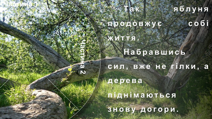 Частина 1 Частина 4 Частина 2 Частина 3 Я́блуня-коло́нія —ботанічна пам'ятка природизагальнодержавного значення в Україні. Особливий, унікальний об'єкт природно-заповідного фонду Сумської області. Розташована в місті Кролевці Сумської області, район Андріївка (вулиця Андріївська, 71). Яблуня зростає у вигляді куща. Орієнтовний вік — понад 200 років. У яблуні давно вже немає її первісного материнського стовбура. Налічують близько 15 стовбурів-гілок, що приросли до землі. Особливістю яблуні (досі ця властивість не була відома) є її здатність до самостійного вкорінення гілками  Віття нахиляється до землі і пускає коріння, коли один із стовбурів відмирає. Так яблуня продовжує собі життя. Набравшись сил, вже не гілки, а дерева піднімаються знову догори. рясно вкриваючись квітками навесні і червоно-білими, приємними на смак яблуками восени. У місцевих жителів існує повір'я, що ця яблуня розмножується, як кущ аґрусу або смородини через те, що кілька століть тому на неї хтось наклав прокляття.Історія. Учені не спостерігають на цьому місці аномалій, але всі намагання посадити подібну яблуню в іншому місці не дають результатів.