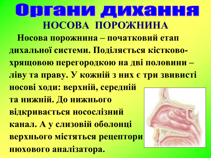 НОСОВА  ПОРОЖНИНА  Носова порожнина – початковий етап  дихальної системи. Поділяється кістково- хрящовою перегородкою на дві половини –  ліву та праву. У кожній з них є три звивисті  носові ходи: верхній, середній                         та нижній. До нижнього               відкривається носослізний                       канал. А у слизовій оболонці             верхнього містяться рецептори                       нюхового аналізатора. 