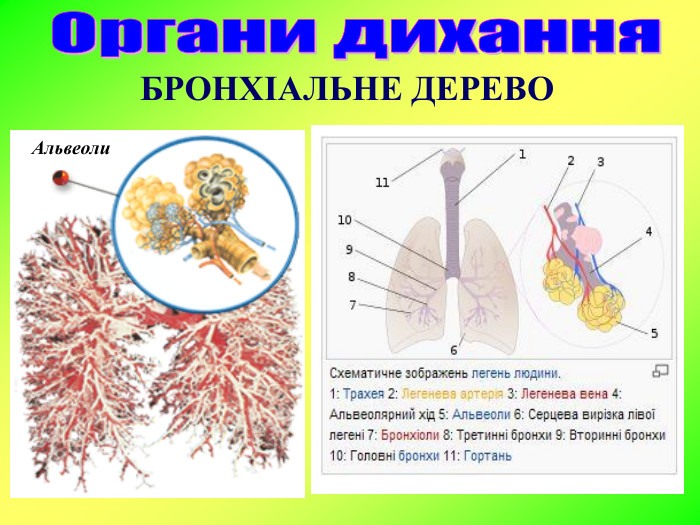 БРОНХІАЛЬНЕ ДЕРЕВО Альвеоли  