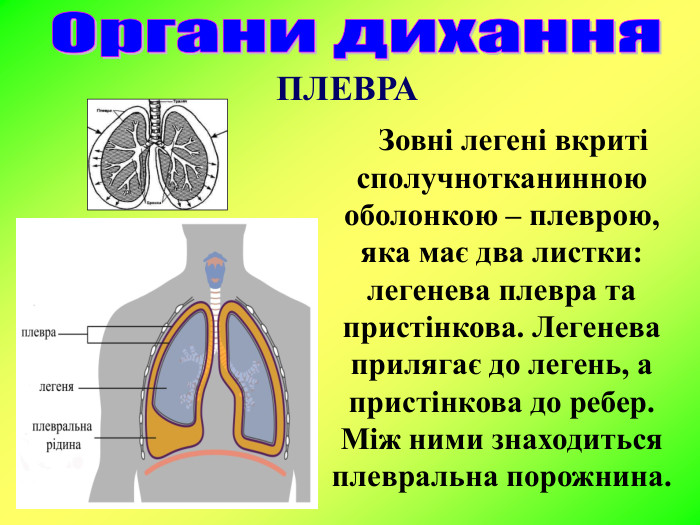    Зовні легені вкриті сполучнотканинною оболонкою – плеврою, яка має два листки: легенева плевра та пристінкова. Легенева прилягає до легень, а пристінкова до ребер. Між ними знаходиться плевральна порожнина. ПЛЕВРА 
