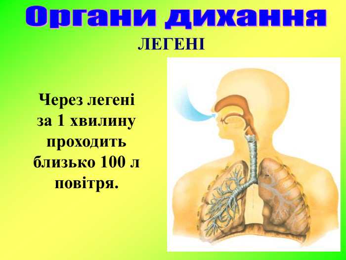 ЛЕГЕНІ Через легені      за 1 хвилину проходить близько 100 л повітря. 