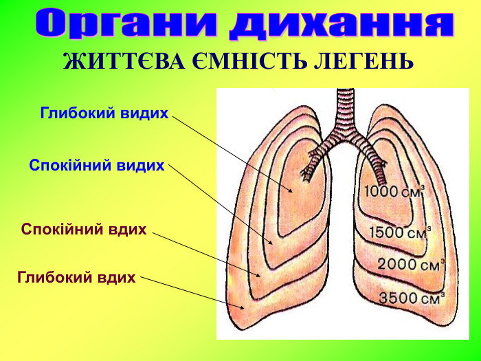 Глибокий видих Спокійний видих Спокійний вдих Глибокий вдих ЖИТТЄВА ЄМНІСТЬ ЛЕГЕНЬ 